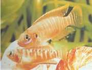 Neolamprologus brevis Μπρεβις