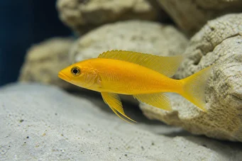 Neolamprologus leleupi (Κιχλίδης λεμόνι)