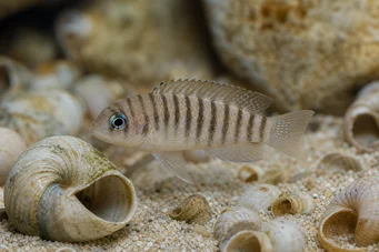 Neolamprologus multifasciatus (Λυγισμένος Lamprologus)