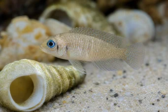 Neolamprologus ocellatus (Όγκελλος)