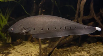 Notopterus afer (Κράχτης)