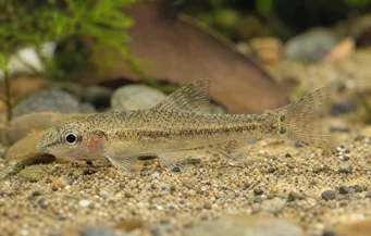 Odontocharacidium sp. aff. aphanes Πράσινο νάνος Tetrager
