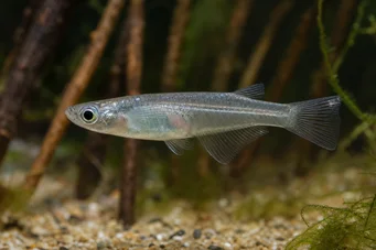 Oryzias melastigma Killi της Java