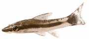 Otocinclus affinis Νάνος otocinclus