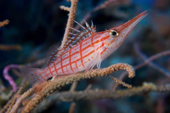 Oxycirrhites typus Σκωτσέζοι