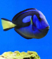 Paracanthurus hepatus Μπλε χειρούργος