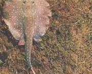 Paratrygon orbicularis Σφαιρική γραμμή