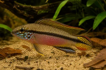 Pelvicachromis taeniatus (Ταδονικός)