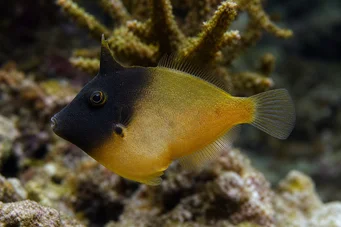 Pervagor melanocephalus (Ψάρι με κόκκινα ουρά)