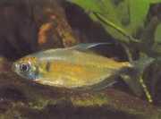 Phenacogrammus ansorgii Tetra du Congo de Ansorge