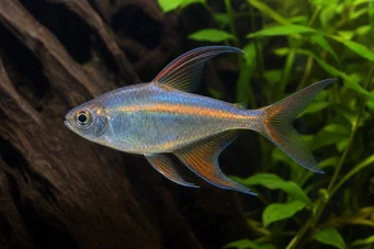 Phenacogrammus Congo II Lemon Tetra du Congo