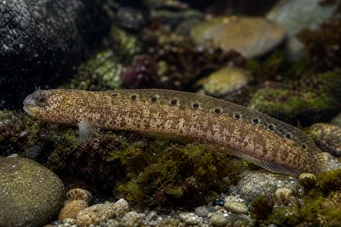 Pholis gunnellus Γόννη