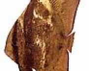 Platax orbicularis Ψάρια σφαιρισμού νυχτερίδας