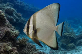 Platax orbicularis Ψάρια σφαιρισμού νυχτερίδας