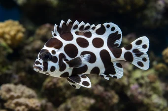 Plectorhinchus chaetodonoides (Ψάρι διάγραμμα αρλενίου)