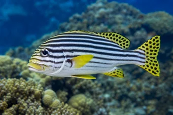 Plectorhynchus orientalis Ανατολίτικη γτερίνη