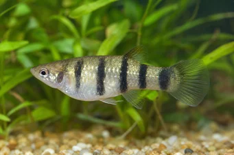 Poecilia nigrofasciata (Μαύρη Poecilia)
