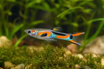 Poecilia sp.endler (Τελείωμα)
