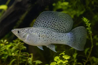 Poecilia velifera (Μολυσματικό πέπλο)