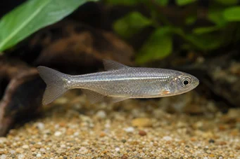 Poissonsus picus (PORC-EPTIC FISH)
