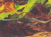 Polyodon spathula Πολύος Μισισιπή