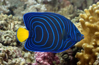 Pomacanthus annularis (Δακτύλιος)