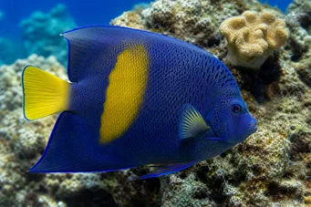 Pomacanthus maculosus (Ψάρια αγγέλου σε κρουασάν)