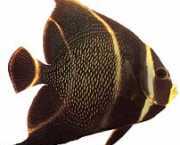 Pomacanthus paru Γαλλικός άγγελος