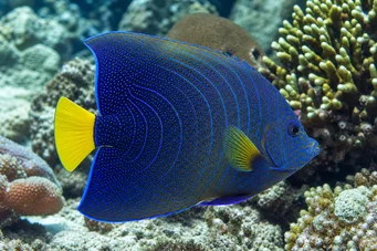 Pomacanthus semicirculatus