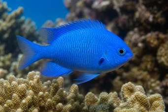 Pomacentrus caeruleus (Μπλε-πράσινη κυρία)