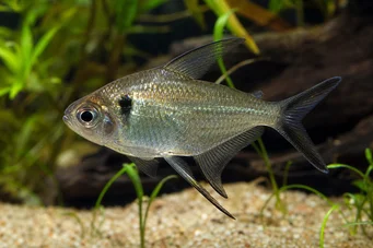 Poptella longipinnis (Μακρά πτερύγια Tetra)