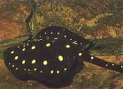 Potamotrygon henlei Φωτιά