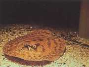 Potamotrygon hystrix Μαρμάρινο γλυκό νερό