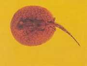 Potamotrygon laticeps Réie à aiguillon κοινό