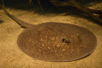 Potamotrygon laticeps (Réie à aiguillon κοινό)