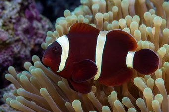 Premnas biaculeatus (Ακανθώδης κλόουν)