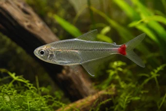 Prionobrama filigera (Κόκκινο γυαλί)