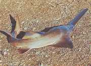 Pristis microdon Βόρεια ψάρια