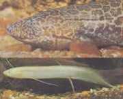 Protopterus aethiopicus aethiopicus Πρωτοεπίστρα της Αιθιοπίας