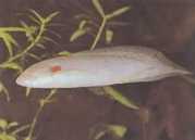 Protopterus annectens annectens Αφρικανικός Dipneuste