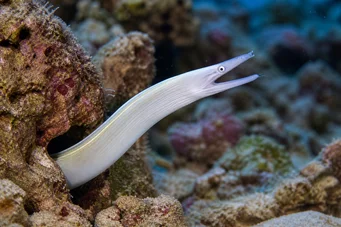 Pseudechidna brummeri Τοίχος λευκής κορδέλας