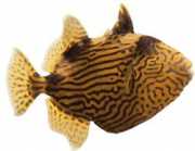 Pseudobalistes fuscus Ακανθώδης