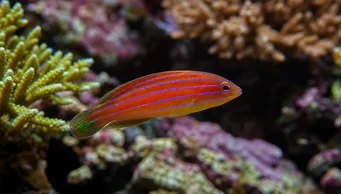 Pseudocheilinus hexataenia (Έξι labrum labrum)