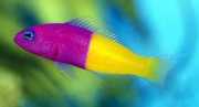 Pseudochromis paccagnellae Ψάρια βανίλιας-ψάρια