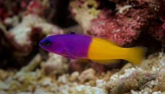 Pseudochromis paccagnellae Ψάρια βανίλιας-ψάρια