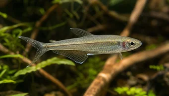 Pseudocorynopoma doriae (Χαρταετός)