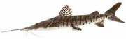 Pseudoplatystoma fasciat... Τίγρη