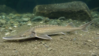 Pseudoscaphirhynchus kaufmanni Kaufmann sturgeon