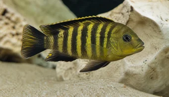 Pseudotropheus crabo (Ψευδοτροφικός χαμαιλέοντας)