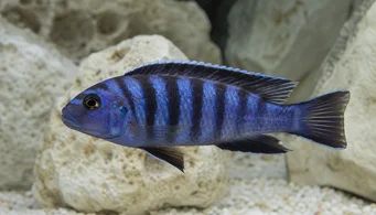 Pseudotropheus elongatus (Επιμηκυμένος κιχλίδης)